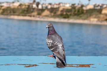 A close up of a pigeon perched on a wooden post, on San Clemente Pier in California