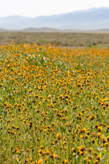 Bright yellow flowers on the Carrizo Plain during the wildflower superbloom