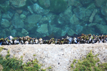 Mussels in Adriatic Sea
