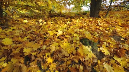 Thick layer of fallen maple leaves in shades of yellow, on floor of forest