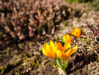 Beautiful yellow crocus flowers with bee in spring garden