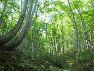 shirakami world natural heritage