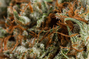 Marijuana bud macro