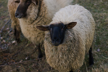 dwie owce jedna patrzy prosto w obiektyw - obrazy, fototapety, plakaty