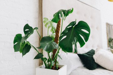 Philodendron house plant in bright cozy room © Anastasiia