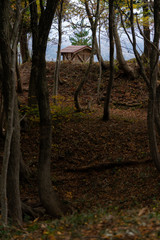林の向こうの小さな小屋