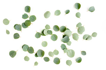 pattern texture with green leaves eucalyptus populus  isolated on white background. lay flat, top view