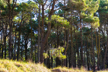 Fototapeta premium Bosque