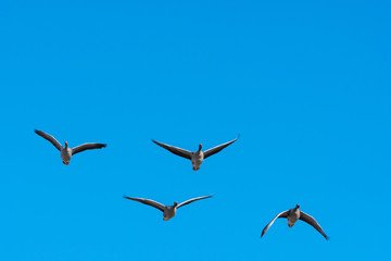 Flying Greylag Geese by a clear blue sky