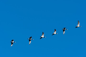 Flying Barnacle Geese in a line