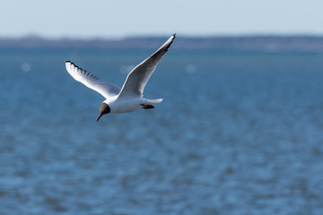 Fototapeta na wymiar Beautiful gull in elegant flight