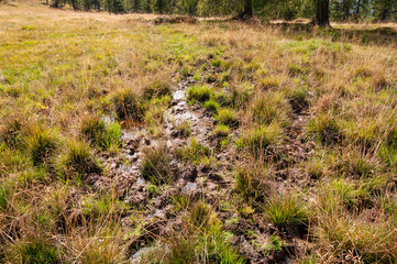 Feuchtgebiet bei Wanderung