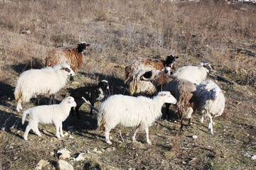 Herd of wild sheep ram in mountains of Croatia.