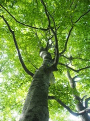 shirakami world natural heritage