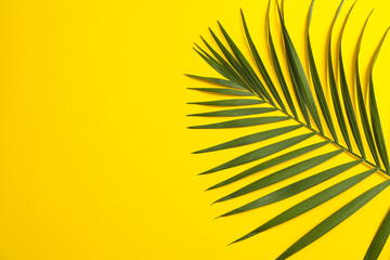 Beautiful tropical palm leaf on color background, space for text