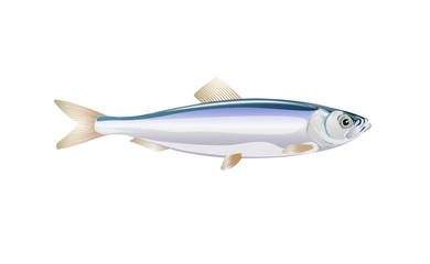 Sprat, brisling fish isolated on light background. Fresh fish in a simple flat style. Vector for design seafood packaging and market illustration. EPS10. Marine life or water nature