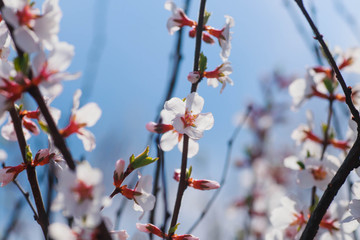 Bee on flower of Nanking cherry Prunus tomentosa