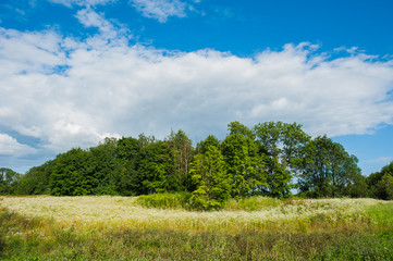 Beautiful still lake with trees on the horizon and white puffy clouds in the sky. Peaceful summer...