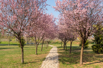 Beautiful cherry blossoms and the romantic tunnel of pink cherry flower trees blossom and a walking path in spring season in park on sunny day. Spring concept and good weather