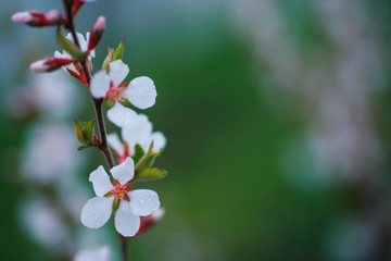 flower of Nanking cherry Prunus tomentosa