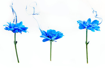 Blue chrysanthemum inside water white background flowers aster under paints indigo smoke steam blur