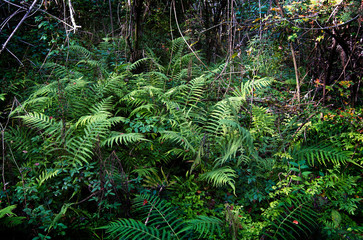  A fern plant at the Comite River Park, a popular mountain bike trails site., Baton Rouge, Louisiana, USA.
