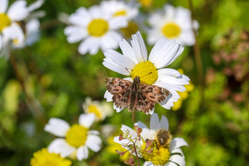 Obraz premium Butterfly in nature on the white daisy (Carcharodus alceae) Izmir / Turkey