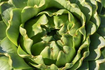 Green fresh artichoke field. Urla / Izmır / Turkey