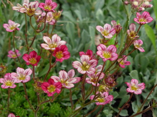 pink flowers in the garden