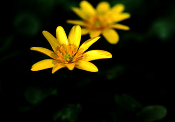 Obraz na płótnie Canvas lesser celandine yellow flower on black background