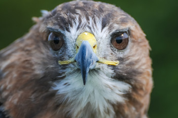 Rotschwanzbussard Portrait