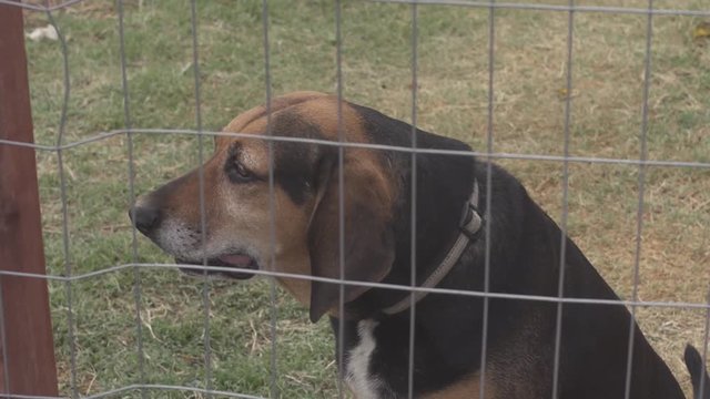 Slow Motion Dog Behind A Fence