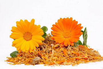 Fresh and dried calendula officinalis herbal flowers