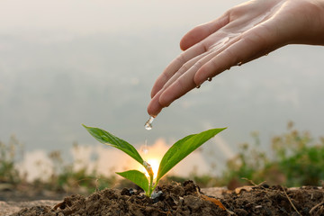 Hand nurturing and watering young baby plants growing in germination sequence on fertile soil at...