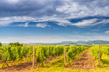Fototapeta na wymiar A vineyard field in a summer sunny landscape with a blue sky and clouds. Southern Moravia Region in Czech Republic, Europe.
