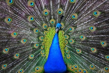 Obraz premium Pavone