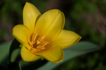 yellow spring flowers