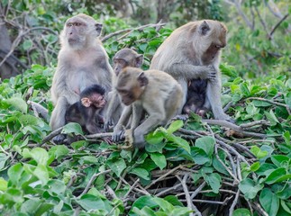 Naklejka premium Ape