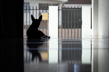 Dog waiting the humans © EV
