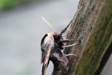 smerinthus ocellata