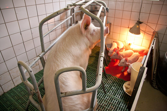 Ferkelaufzucht