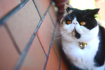 Soffie the cat lying on the balcony next to a brick wall