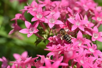 Honeybees collecting and carrying pollen and stored pellets in sacks in hind legs