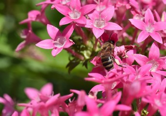 Honeybees collecting and carrying pollen and stored pellets in sacks in hind legs