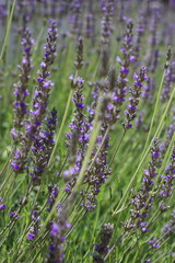 Fiori di Lavanda