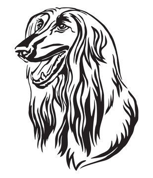 Decorative portrait of Afghan Hound Dog vector illustration