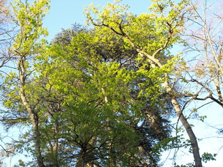 vert printemps