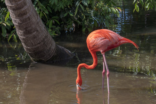Pink Flamingo Wildlife Side Profile Image - Beautiful Tropical Bird with Bright Feathers, Flamingo standing in shallow water, searching for food. Wading bird in the Phoenicopteridae family.