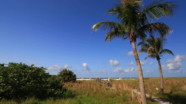 Palm trees near a beach in St Pete, Florida