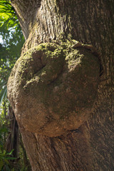 A tree lump